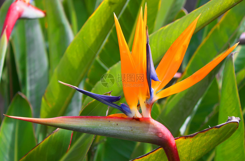 天堂鸟鸟Strelitzia热带绿色亮度黄色叶子橙子花瓣蓝色植物紫色图片