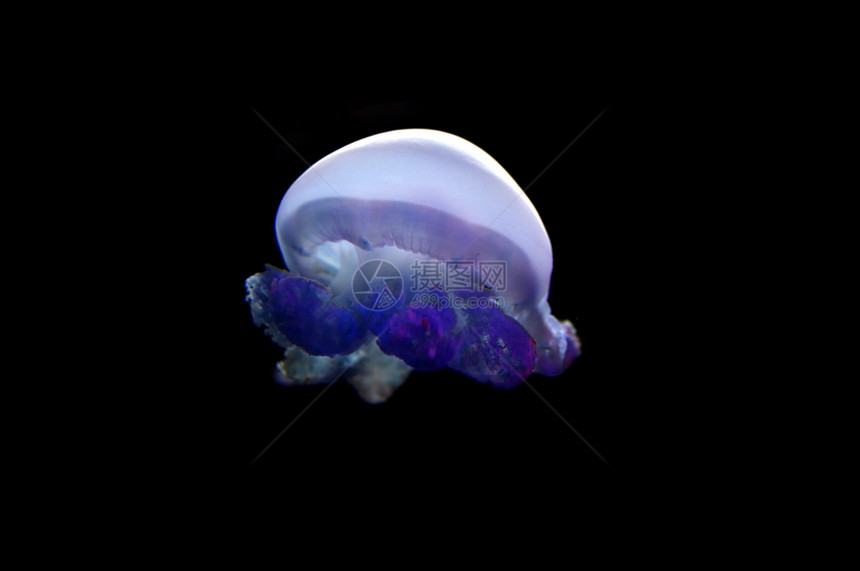 母鱼海洋游泳海蜇生活族馆荧光圆形热带潜野生动物图片