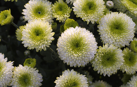 绿环菊花背景图片