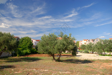 橄榄树林橄榄林橄榄树背景图片