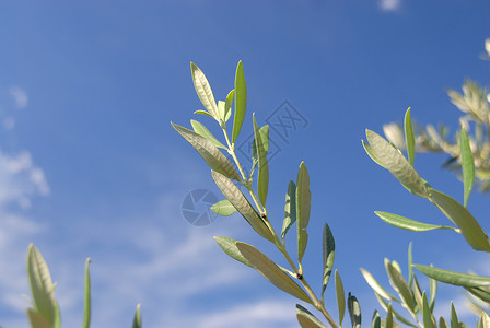 橄榄枝国度橄榄树树叶天空橄榄林背景图片