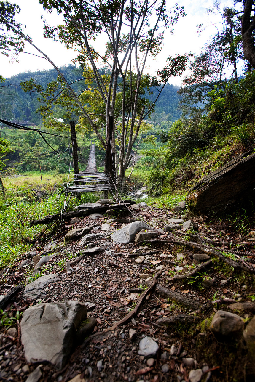 吊桥树木热带绳索丛林踪迹森林风险旅行小路远足图片