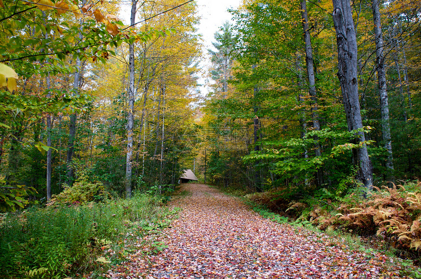佛蒙特州路德洛摄影颜色树木风景叶子旅行荒野树叶季节环境图片