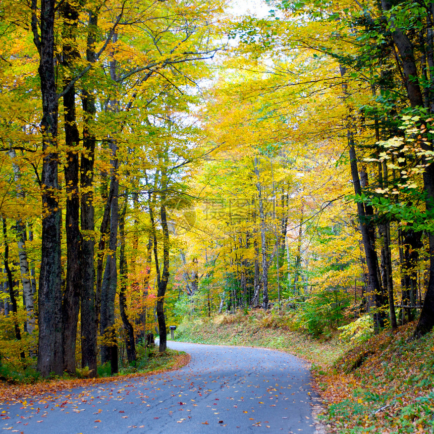 佛蒙特州路德洛树木风景旅行叶子环境树叶颜色季节荒野摄影图片