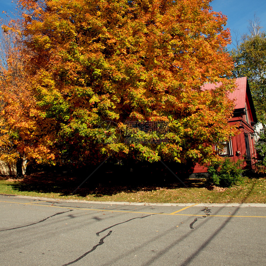 佛蒙特州路德洛叶子风景旅行环境树叶颜色摄影季节荒野树木图片