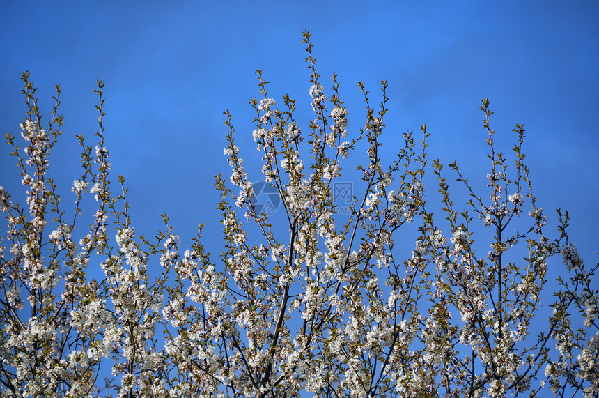 苹果花植物叶子苹果树宏观花瓣花园季节天空水果果园图片
