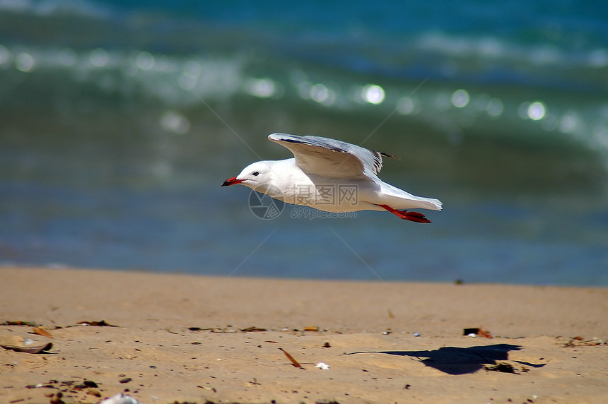 飞行海鸥海岸动物蓝色海滩荒野野生动物天空自由白色翅膀图片