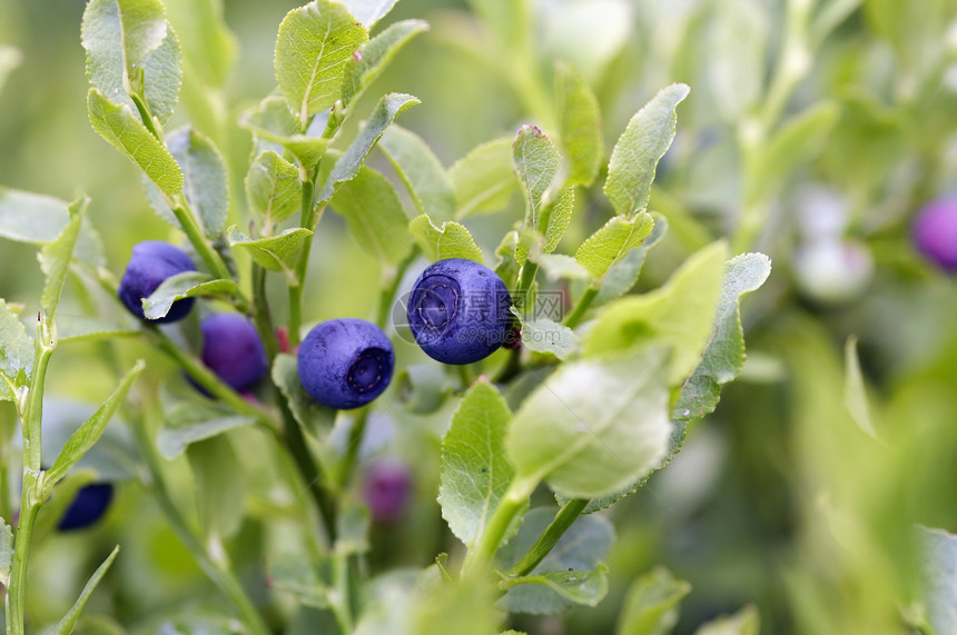 蓝莓灌木     森林产品图片