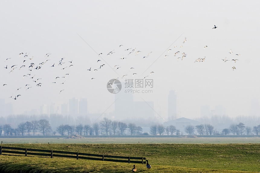 荷兰有水鸟的黄金地貌图片