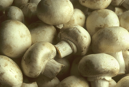 白帽蘑菇背景图片