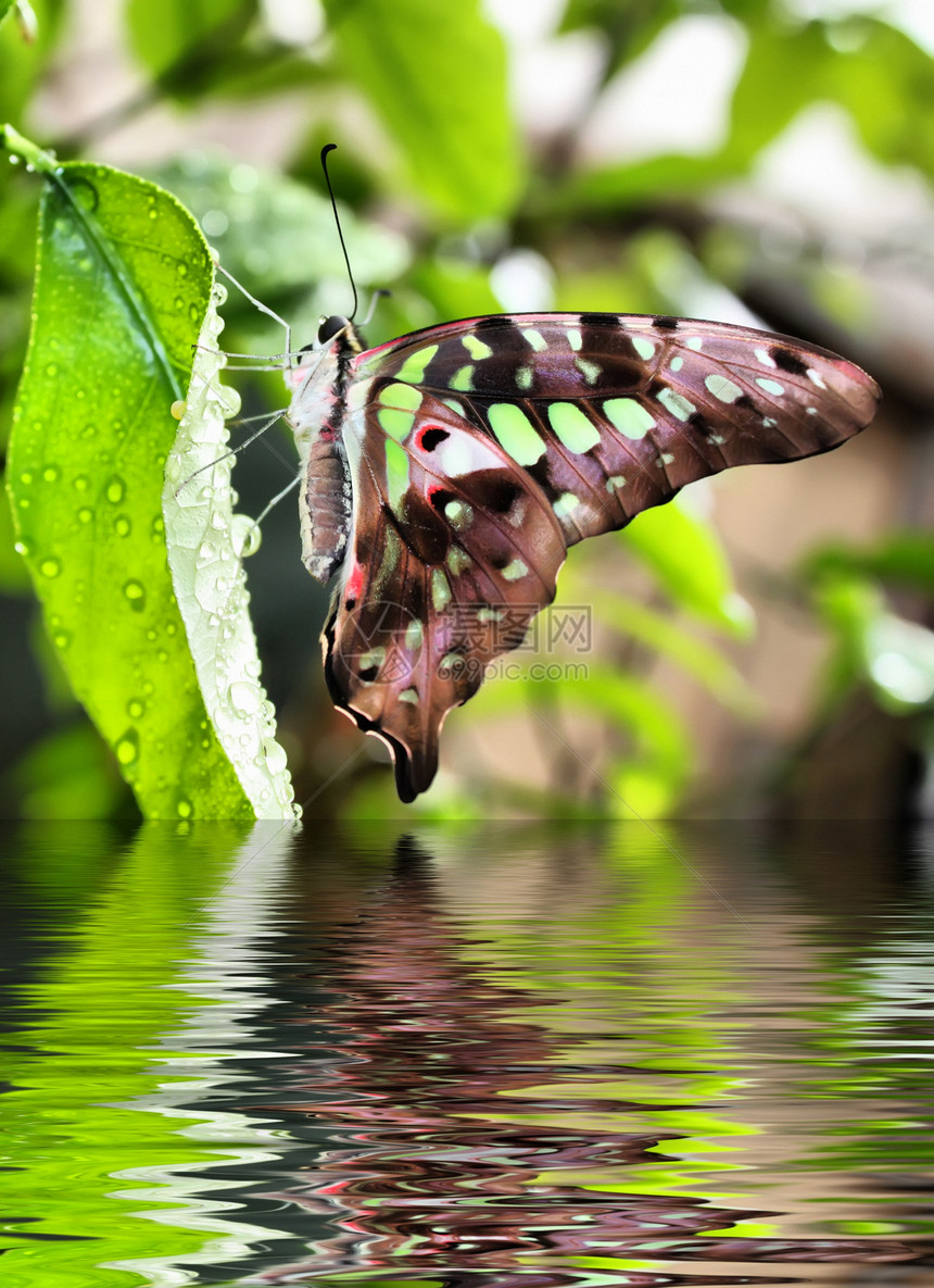蝴蝶野生动物动物蓝色叶子飞行反射黄色绿色白色翅膀图片