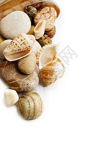 海贝壳海洋精梳机海滨梳子收藏白色海岸石头海滩高清图片