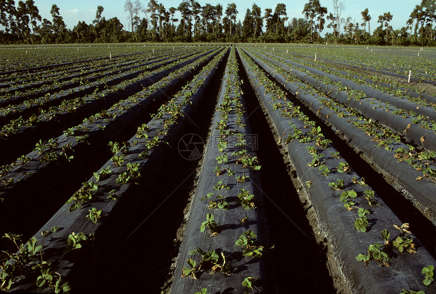 田野中年轻草莓植物的行数图片