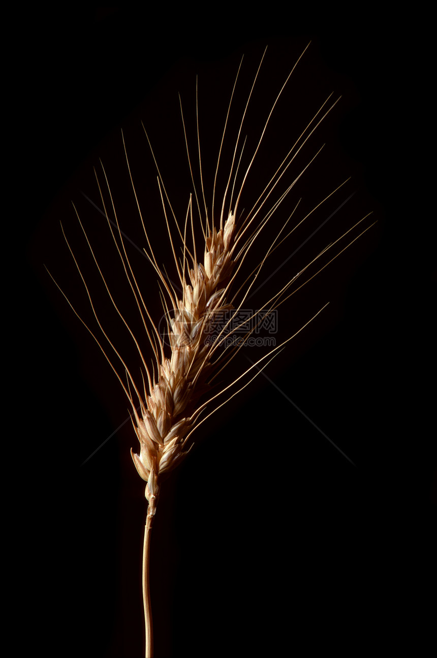 单小麦对黑的一连串图片