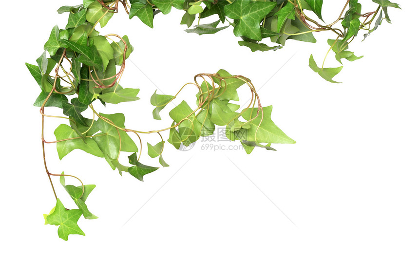 绿色常春藤爬山虎园艺设计元素生长家庭衬套植物叶子图片