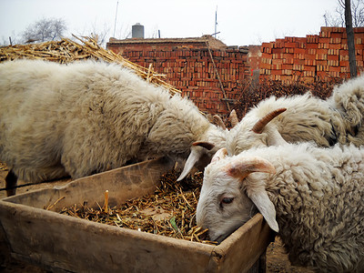 绵羊羊肉动物内存爱抚公羊高清图片