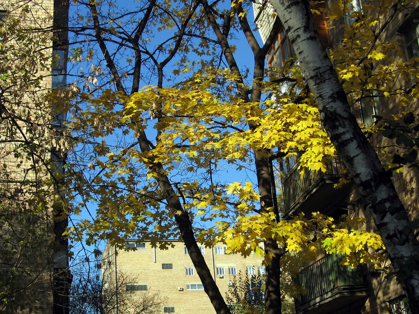 秋天在城里蓝色城市天空房子季节桦木黄色图片