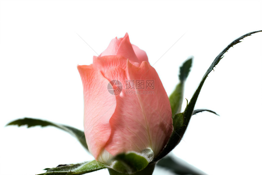 罗斯巴德花瓣粉色宏观脆弱性飞沫白色玫瑰植物图片