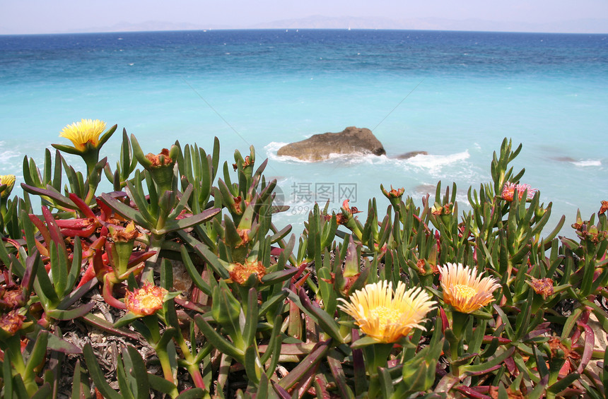 地中海鲜花支撑岩石热带玫瑰海岸绿色地平线天空旅游海洋图片