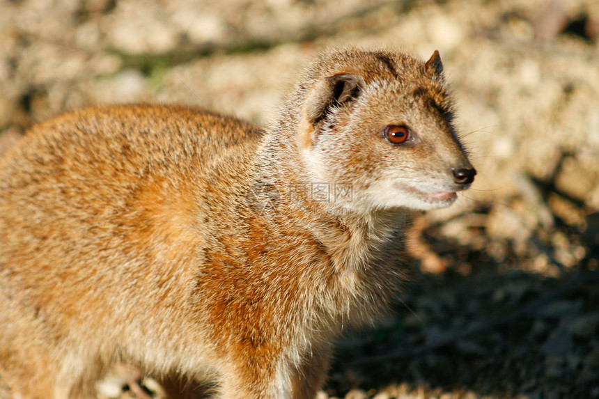 黄黄芒戈斯猫鼬毛皮棕色黄色眼睛犬儒荒野野生动物哺乳动物警报图片