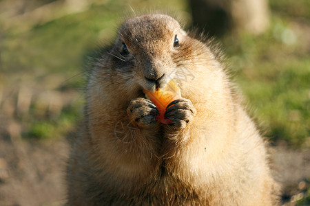 帕瑞埃多格吃东西棕色太阳毛皮土拨鼠荒野警报草原尾巴地面动物背景图片