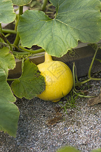 黄南瓜草地面积植物南瓜蔬菜种子黄色生长葫芦背景图片