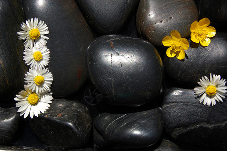 黑石上花菊花鹅卵石石头白色黑色按摩卡片洗澡卵石花瓣碎石背景图片