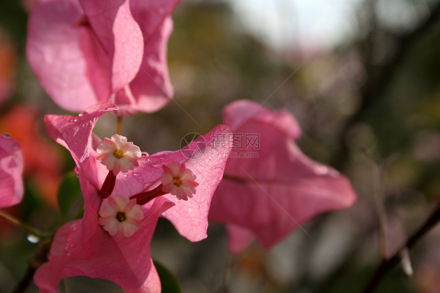 粉红热带鲜花图片