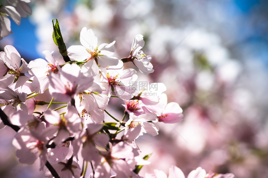 樱花花蓝色粉色植物天空宏观花瓣图片