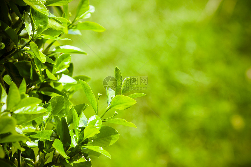 树上的浅绿叶图片