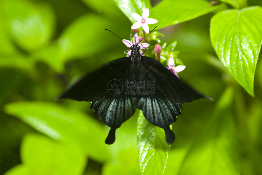 叶子上的黑蝴蝶树叶蓝色异国翅膀宏观花园森林植物眼睛热带图片