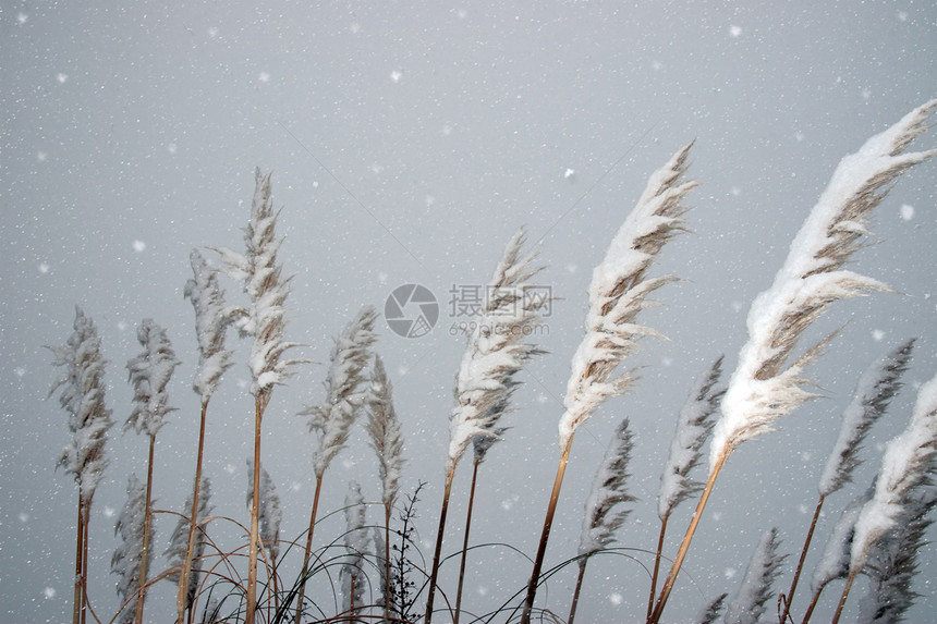 雪覆盖的叶子荒野场地芦苇薄片天空风暴蓝色天气枕头图片