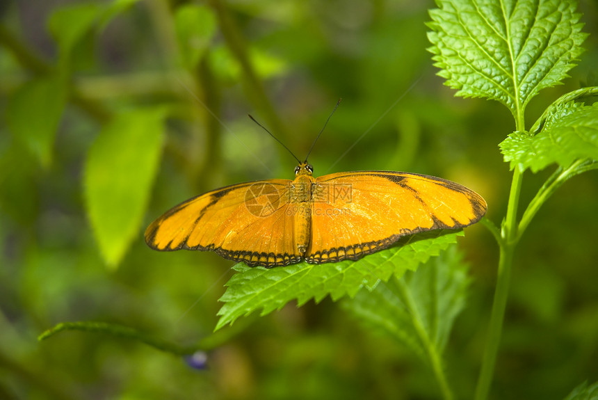 橙蝴蝶生活花园植物群昆虫热带叶子树叶野生动物森林情调图片
