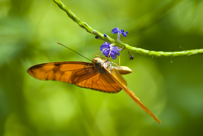 橙蝴蝶橙子花园热带植物情调野生动物叶子宏观翅膀蓝色图片