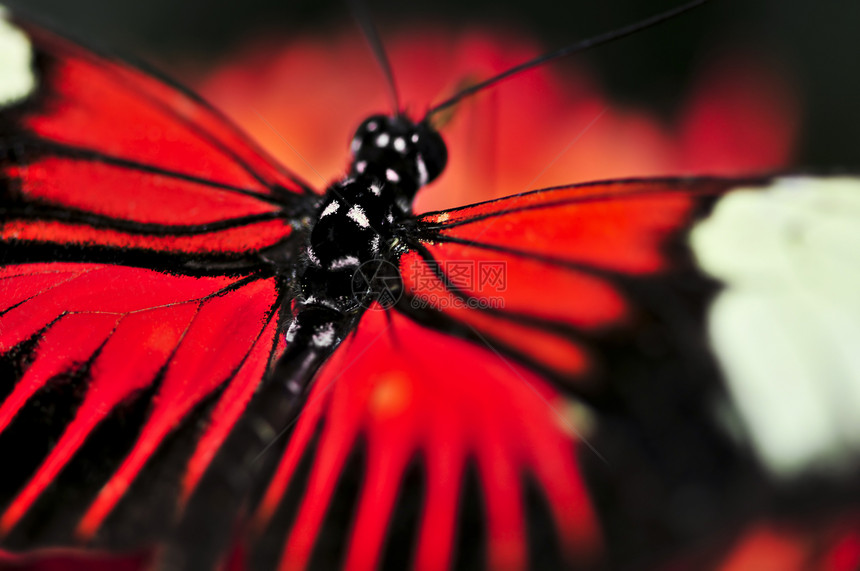 红海利西尼乌斯多拉蝴蝶长翼漏洞触角鳞翅目热带红色黑色臭虫翅膀飞行图片