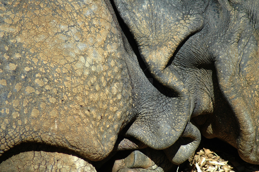 犀牛皮哺乳动物动物荒野隐藏皮肤喇叭盔甲图片