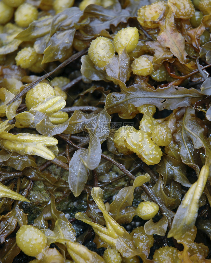 布拉德罗克海藻图片