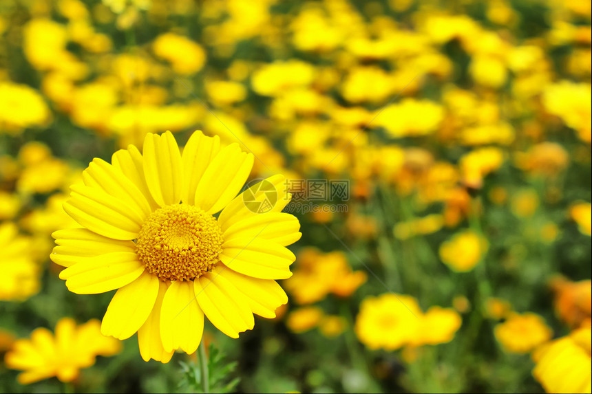 黄花阳光叶子场地摄影季节天空植物生长绿色草地图片