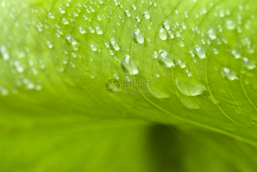 园中绿树湿叶花园静脉森林植物学热带反射季节宏观环境生长图片