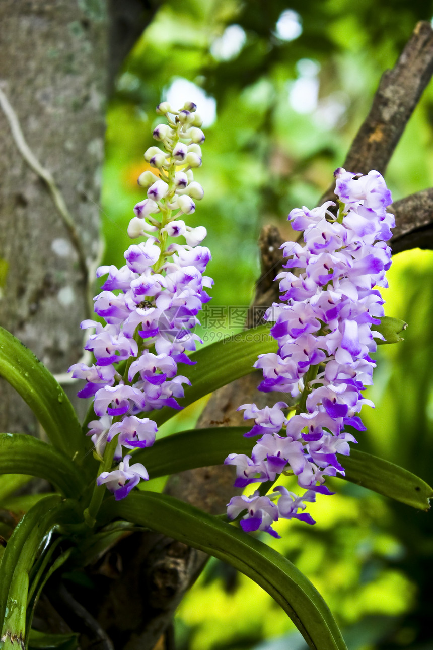 泰国兰花花束叶子花园紫色植物学花瓣生态植物植物群美丽图片