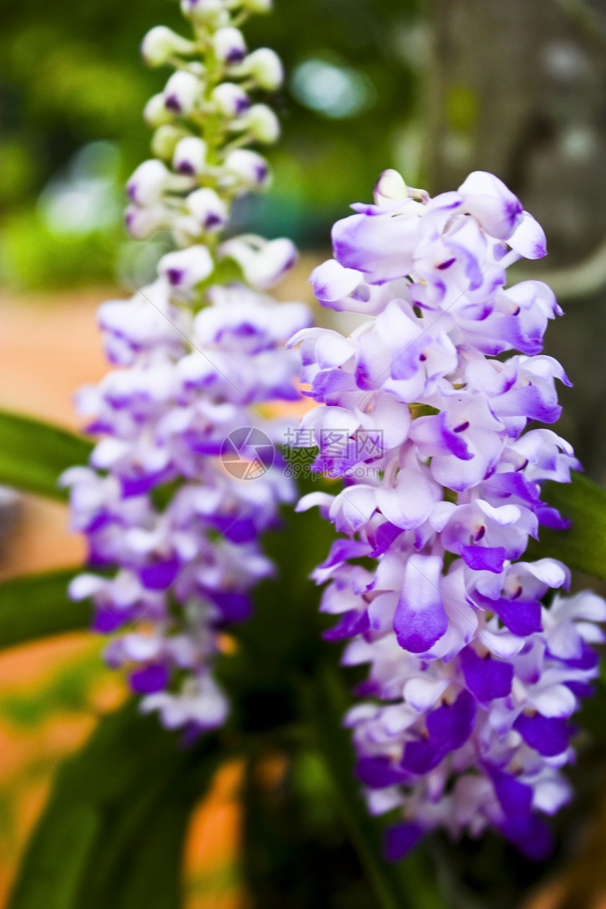 美丽的兰花热带植物学植物植物群花瓣叶子生态花束紫色花园图片