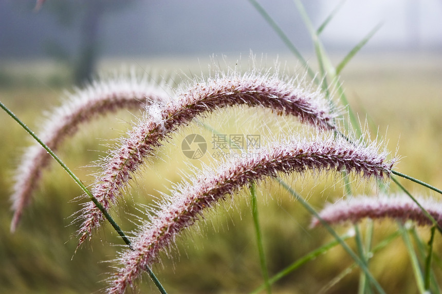 美丽的草地紫色兰花花束植物叶子花园生态植物学花瓣植物群图片