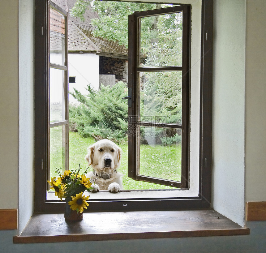 窗口中的狗狗图片