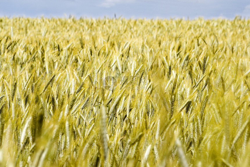 黑白地区晴天国家生长耳朵场地农民玉米烘烤植物种子图片