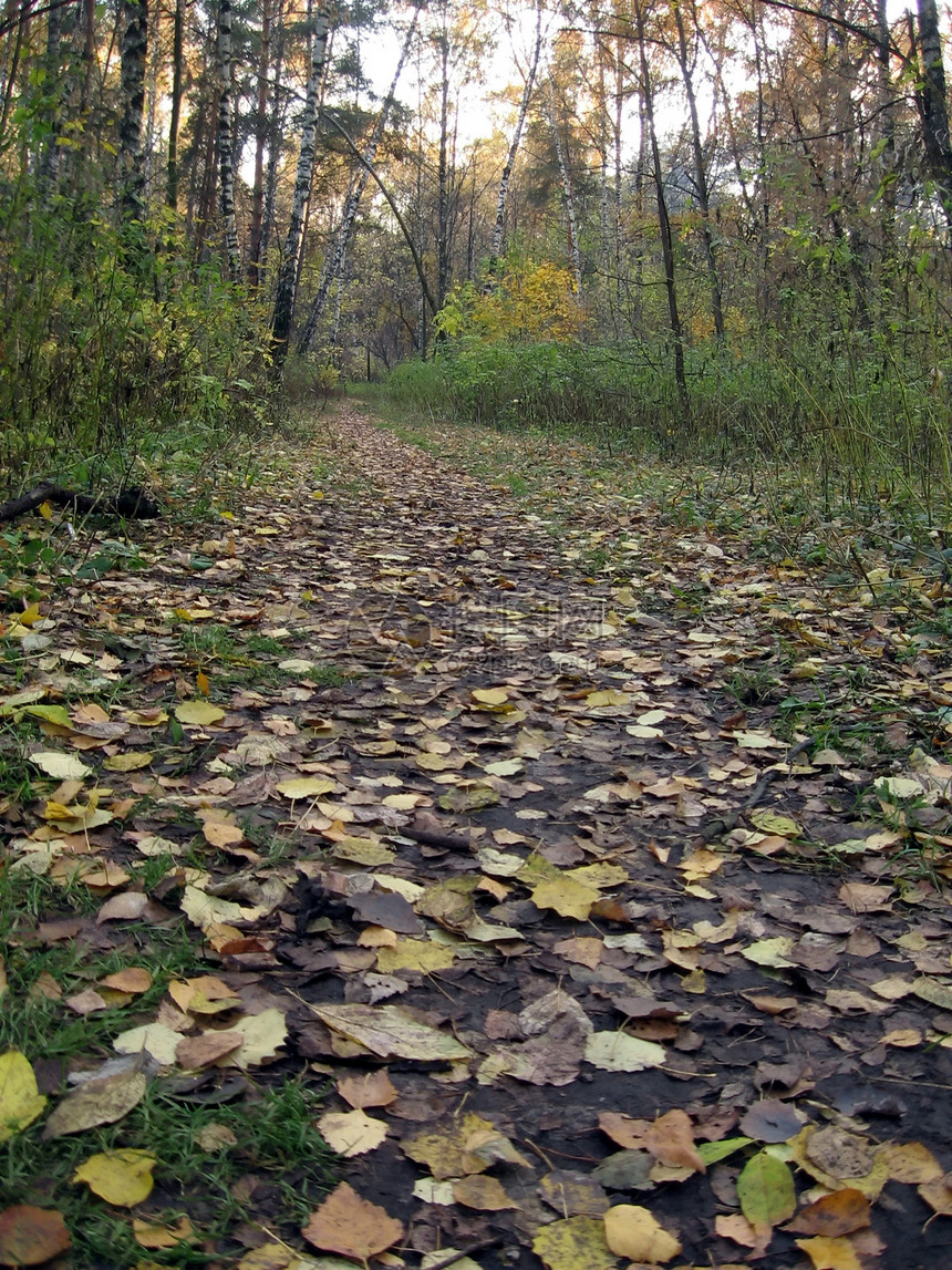 秋天的森林黄色季节地面图片