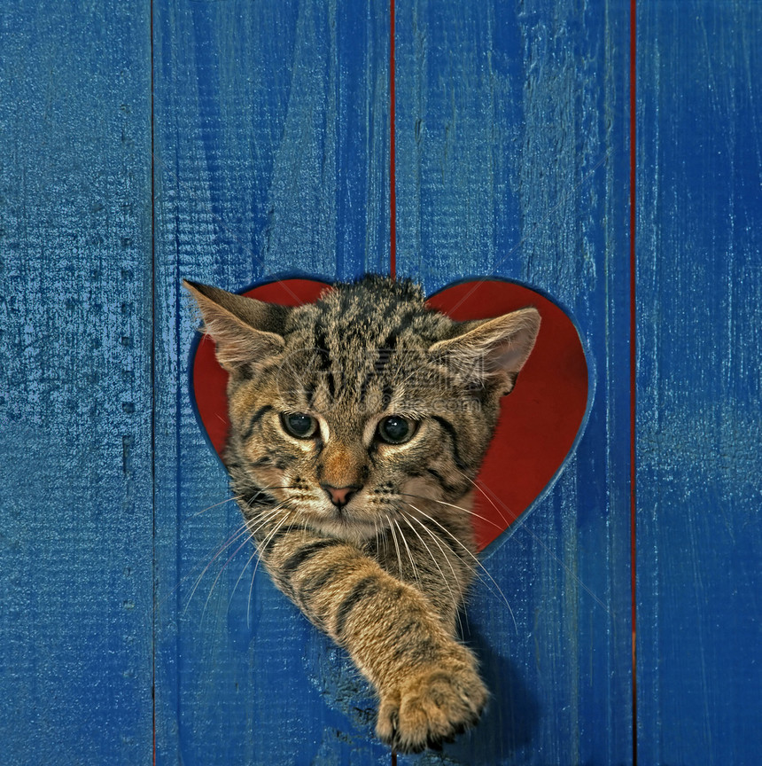 心脏洞中的猫图片
