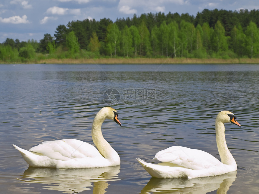 两只天鹅订婚羽毛波纹蓝色亲热池塘友谊夫妻优雅游泳图片