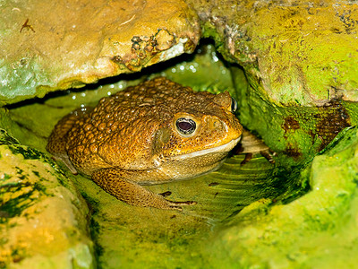 水中的蛤蛙棕色的水高清图片