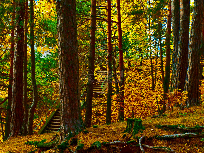 秋季楼梯木头风景橙子季节树木环境场景森林公园花园图片