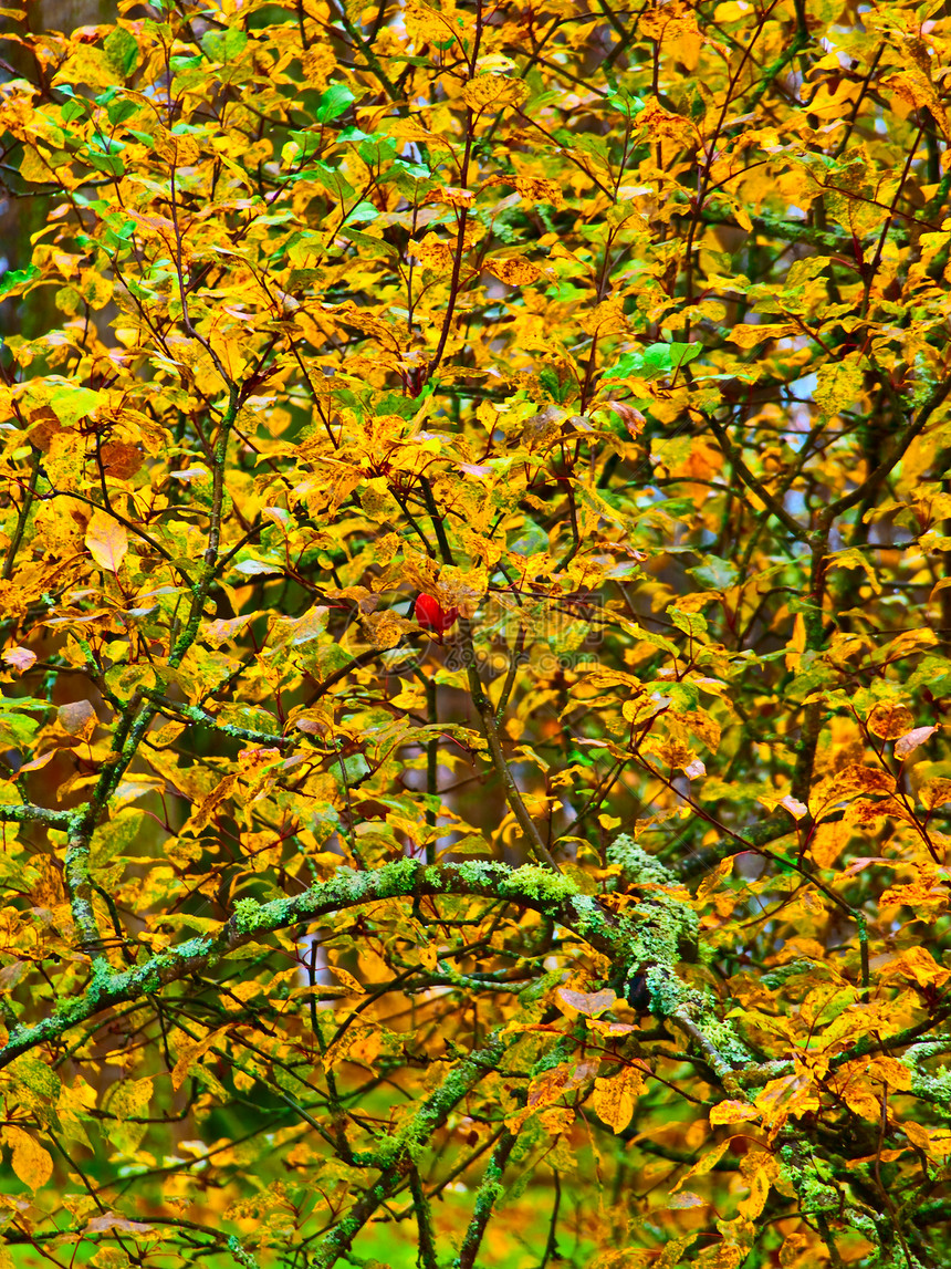 红苹果乡村农场木头树叶红色黄色水果季节叶子图片